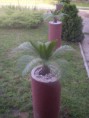 /album/fenykepgaleria/palmak-031-jpg/